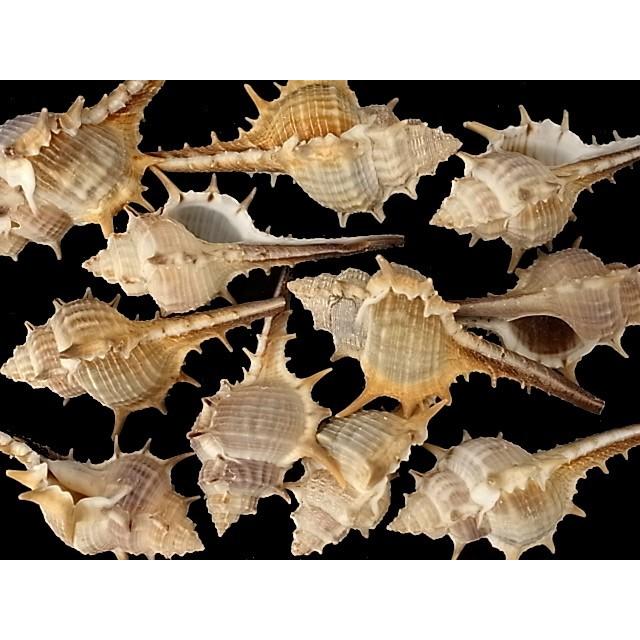 コアッキガイ約6 9cm 100g 貝 貝殻 シェル 巻貝 フォト 絵画 ハンドメイド 海 ブライダル ウェルカムボード Koakki 貝殻の問屋さん ホームテリア 通販 Yahoo ショッピング