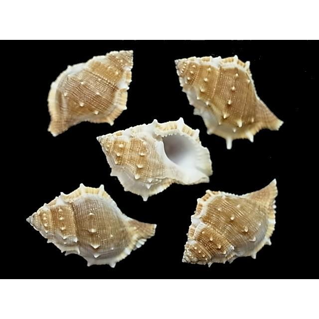 ミヤコボラ 約7 9ｃｍ 2個入 貝 貝殻 シェル 巻貝 アクセサリー ハンドメイド フォト コレクター ヤドカリ Miyako2 貝殻の問屋さん ホームテリア 通販 Yahoo ショッピング