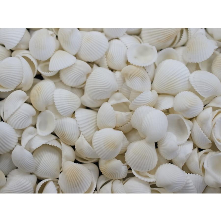 クラムローズ 約1 0 1 5ｃｍ 500ｇ 貝 貝殻 シェル 二枚貝 ブライダル ウェルカムボード ハンドメイド フレーム 海 ストラップ Nimai11 貝殻の問屋さん ホームテリア 通販 Yahoo ショッピング