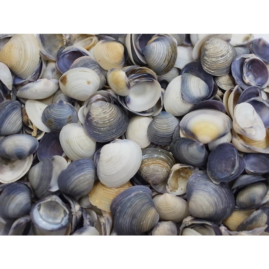 カイカイパープル 約1 0 2 5ｃｍ 500ｇ 貝 貝殻 シェル 二枚貝 ブライダル ウェルカムボード ハンドメイド フレーム 海 ストラップ Nimai7 貝殻の問屋さん ホームテリア 通販 Yahoo ショッピング