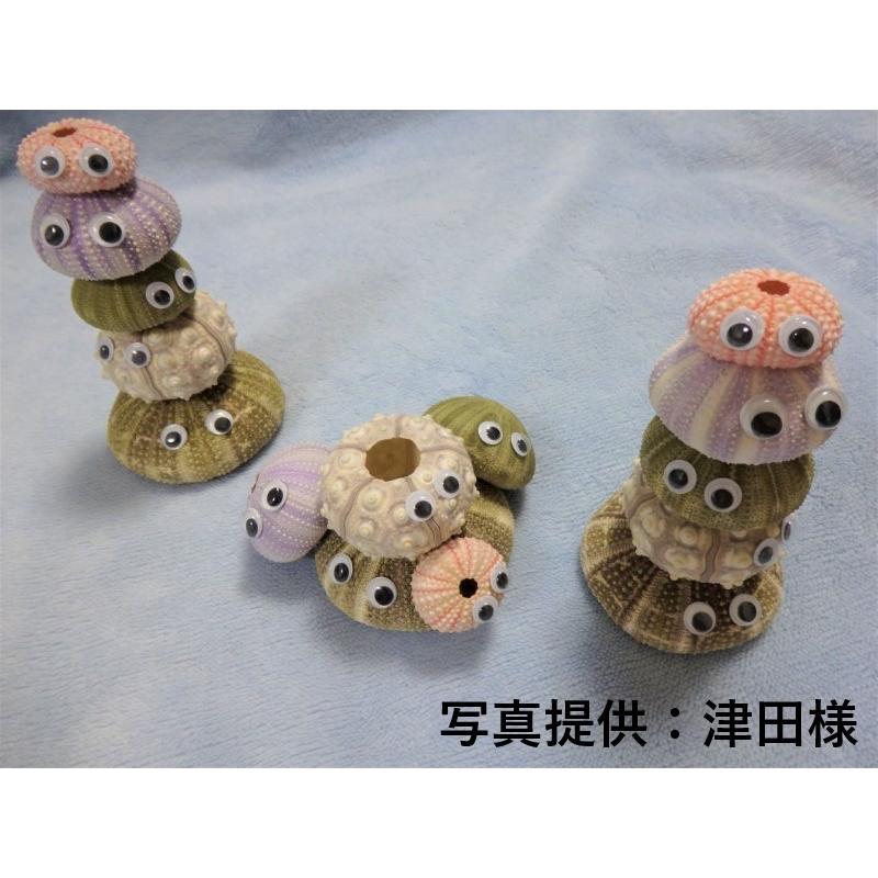 シーウーチンスプートニック 約6 0 5ｃｍ 5個入 貝 ウニ ウニ殻 ランプ ｌｅｄ エアープランツ ハンドメイド Nimiuni 貝殻の問屋さん ホームテリア 通販 Yahoo ショッピング