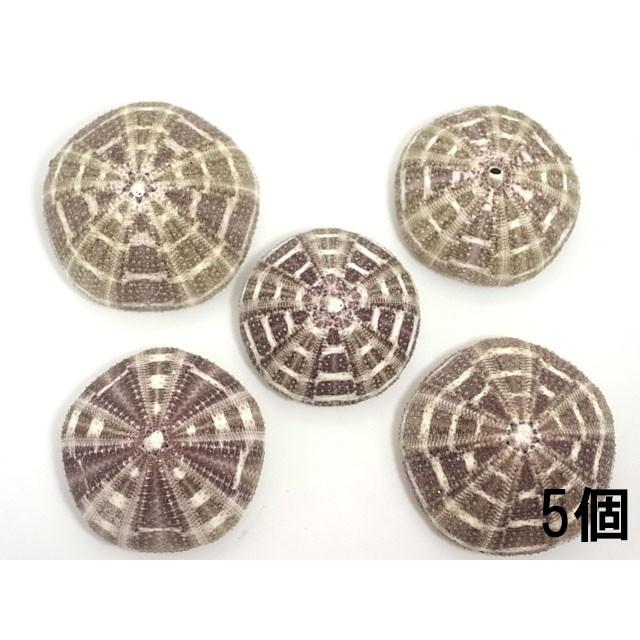 アルフォンスウーチン 約7 9ｃｍ 5個入 貝 ウニ ウニ殻 ランプ ｌｅｄ エアープランツ ハンドメイド Uni4 貝殻の問屋さん ホームテリア 通販 Yahoo ショッピング