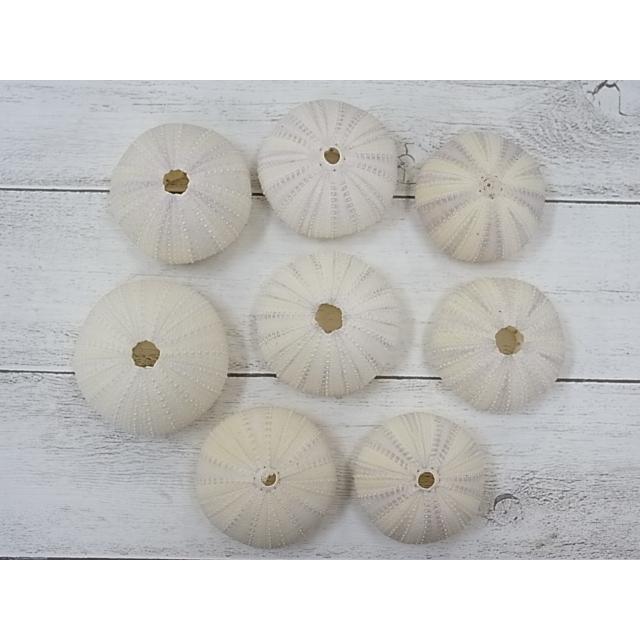 4月のお買い得商品 バイオレットウーチン 色薄め 約4 6ｃｍ 5個入 貝 ウニ ウニ殻 ランプ ｌｅｄ エアープランツ ハンドメイド Uniw 貝殻の問屋さん ホームテリア 通販 Yahoo ショッピング