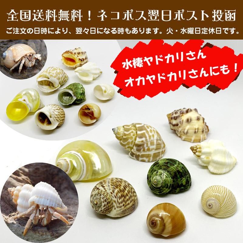 ヤドカリ引越用貝殻 S Mセット 01 Ysm01 やどかり屋 通販 Yahoo ショッピング