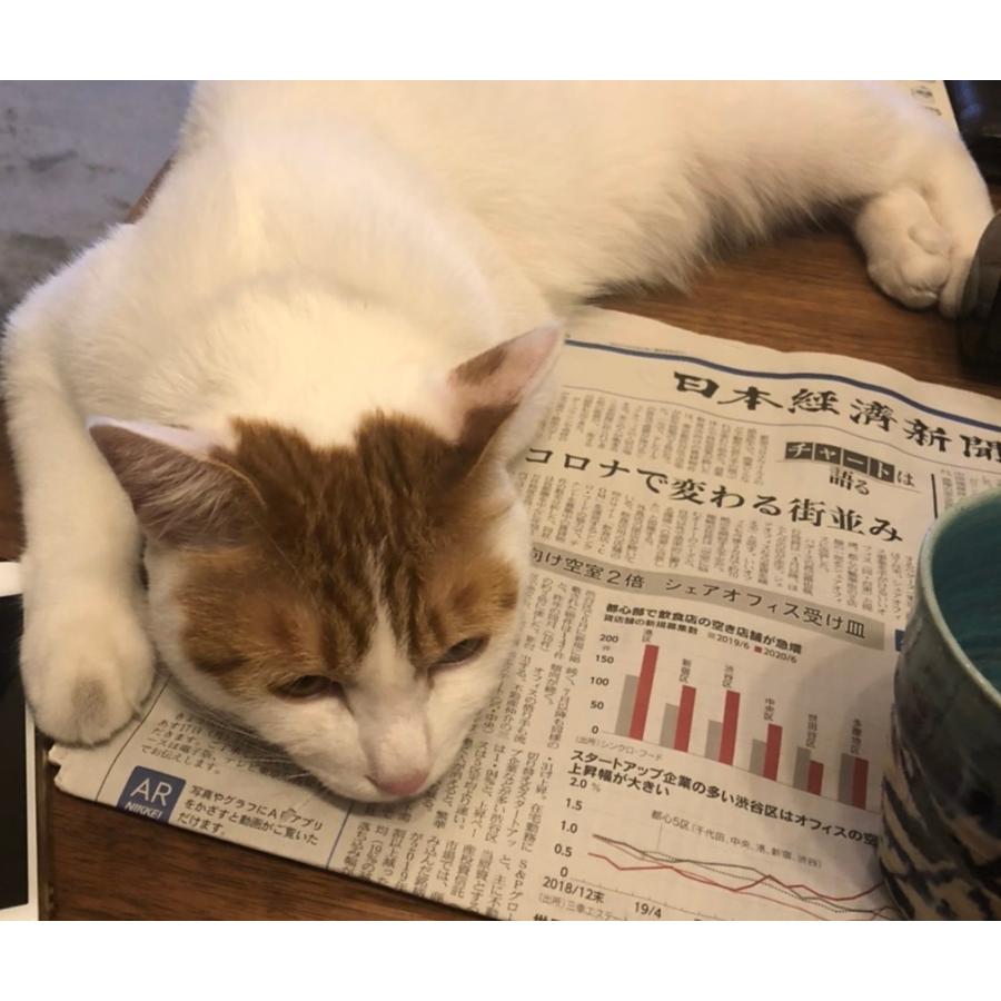 テレワーク支援 にゃんこボックス ｂｏｘ Cat001 ジャカランダks Yahoo 店 通販 Yahoo ショッピング