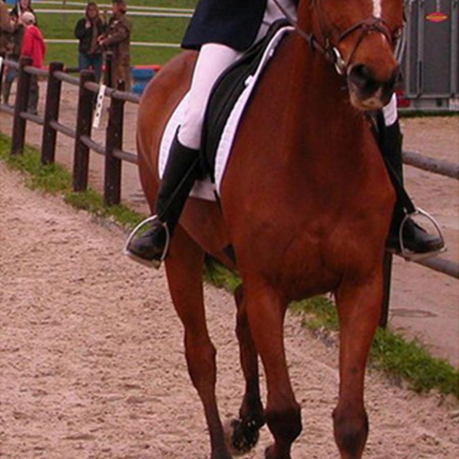馬用鐙 ステンレス鋼 馬鐙 左右に振れ あぶみ 乗馬鐙 乗馬安全鐙 馬