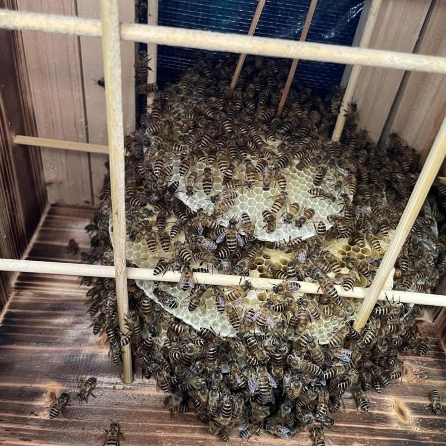 3/5階 蜜蜂巣箱 ミツバチ 巣箱 重箱式 養蜂箱 養蜂用具 杉材 蜂ハイブ