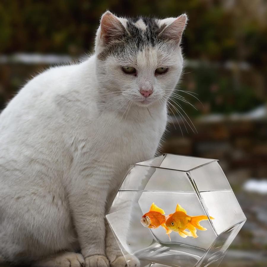 金魚鉢 水槽 容量約4.2リットル 小シンク 苔テラリウム 六角形ボディ