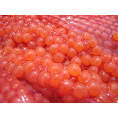 原産地からの直送 鮮度抜群 秋鮭の生筋子 ３ｋｇ No2 海産問屋 カネニ 通販 Yahoo ショッピング
