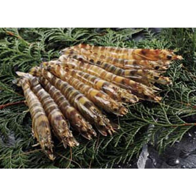 送料無料 産地直送 活車えび 養殖 熊本県 天草 沖縄県 2g 9 11尾 ラッピング 熨斗不可 代引不可 Www Cholarisk Com