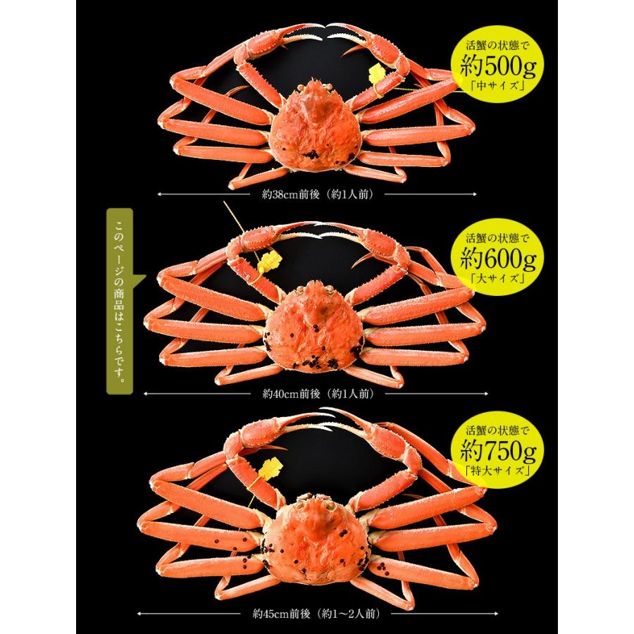 しおそう かに カニ 蟹 越前蟹 越前ガニ 越前かに 600g前後×1尾 大