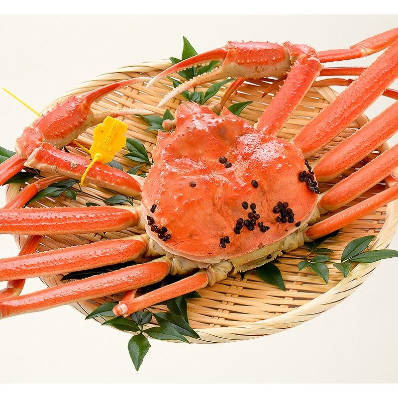 しおそう かに カニ 蟹 越前蟹 越前ガニ 越前かに 600g前後×1尾 大