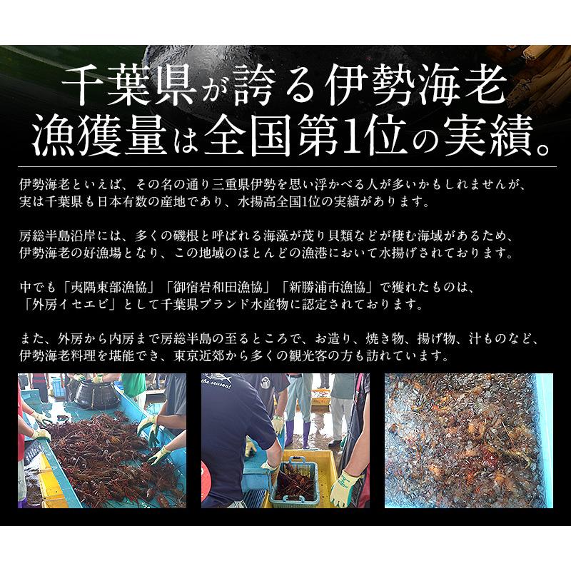 伊勢海老 千葉県産 外房イセエビ 小サイズ 4 5尾 刺身 冷凍 伊勢エビ 伊勢えび えび エビ 海老 Iseebi S 港ダイニングしおそう 通販 Yahoo ショッピング