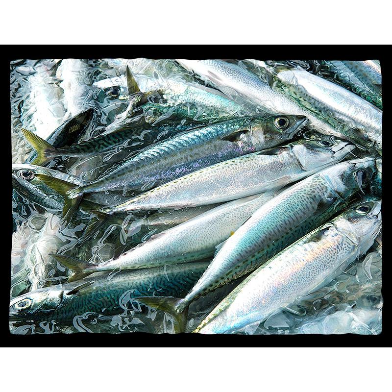 おおさめ様☆専用ページ お造りしめさば 70g ＜ 丸二商店