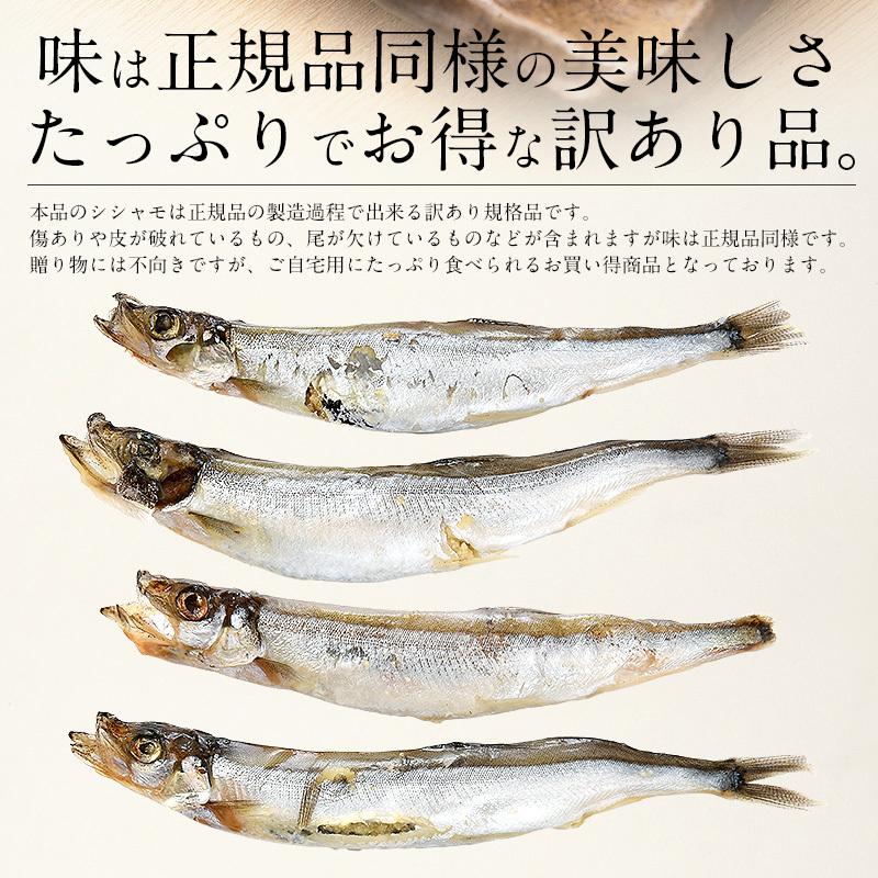 ししゃも シシャモ 訳あり 干物 子持ち メス 1kg 干物 詰め合わせ   ギフト 父の日｜kaisenichibashioso｜03