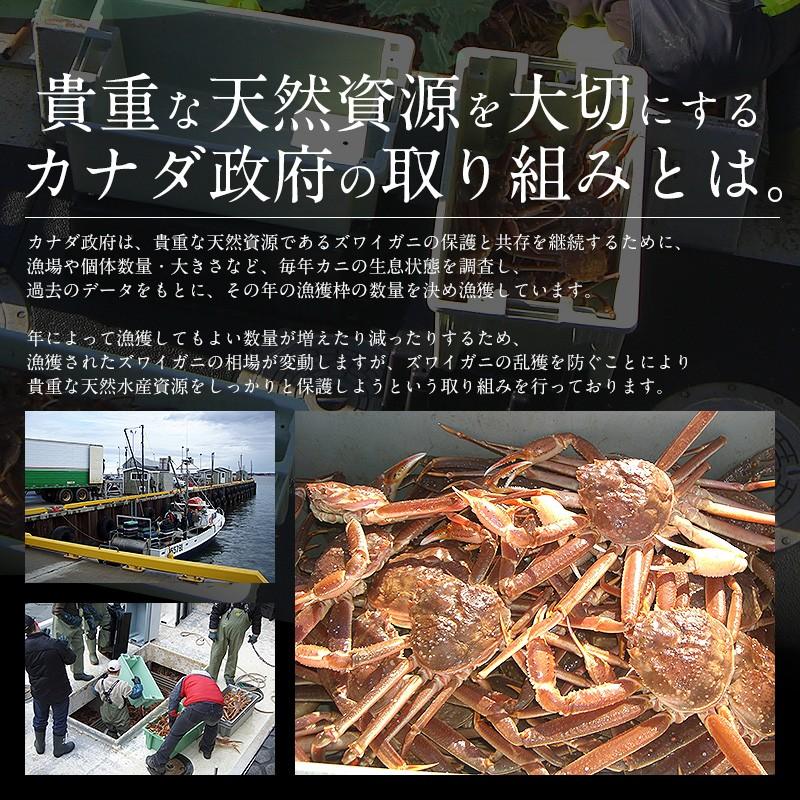しおそう かに カニ 蟹 ズワイガニ 姿 600g前後×3尾 ずわいがに ズワイ