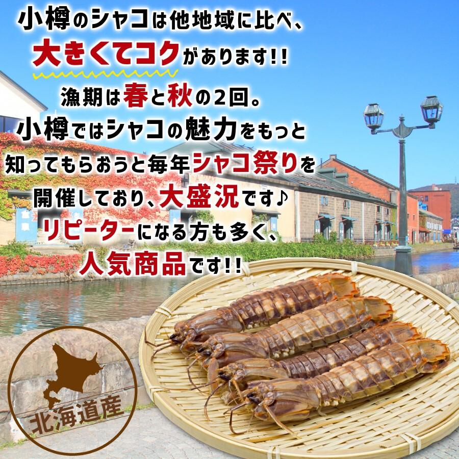 シャコ オス 小樽産 殻付 本 秋物 秋シャコ 蝦蛄 しゃこ クール便 無添加 海鮮 お取り寄せ ブランドのギフト 送料別 海産物 北海道 国産