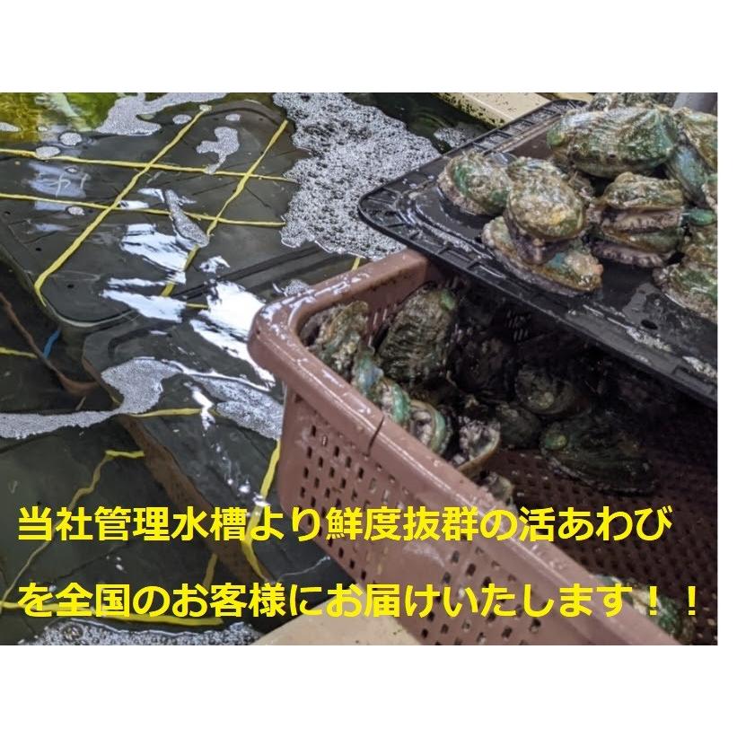 活 蝦夷 あわび 90/100 1kg (約 10 〜 11 枚) アワビ 鮑 BBQ キャンプ お徳用 高級 美味しい 送料無料 |  | 02