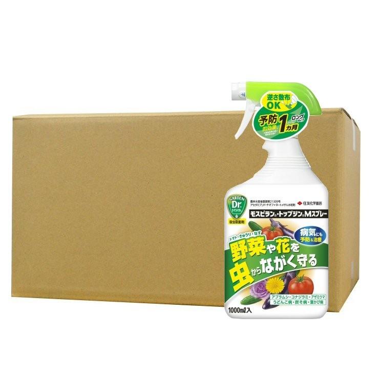 アガベ ホリダ ドワーフ カリフォルニア 陽炎 D.I.P鉢付き チタノタ