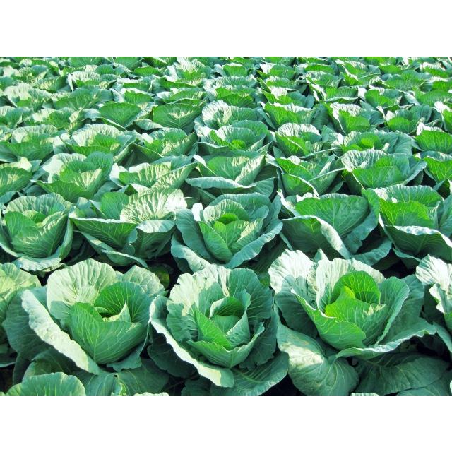 ナメクジ駆除用 殺虫剤 マイキラーl 500ml 3本 農薬 メタアルデヒド水和剤 普通物 快適クラブ ｎｅｔ 通販 Yahoo ショッピング