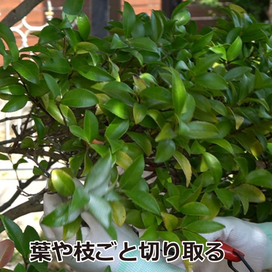 期間限定送料無料 チャドクガ防除剤 チャドクガ毒針毛固着剤 180ml 3本 快適クラブ ｎｅｔ 通販 Yahoo ショッピング