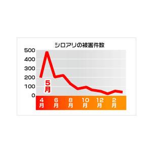 シロアリ駆除剤 シロアリハンター 6個入 自分で出来る 手軽に使える シロアリ 駆除 毒餌剤 持って帰って巣ごと全滅｜kaiteki-club｜14