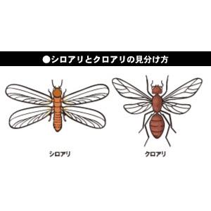 シロアリ駆除剤 シロアリハンター 6個入 自分で出来る 手軽に使える シロアリ 駆除 毒餌剤 持って帰って巣ごと全滅｜kaiteki-club｜15