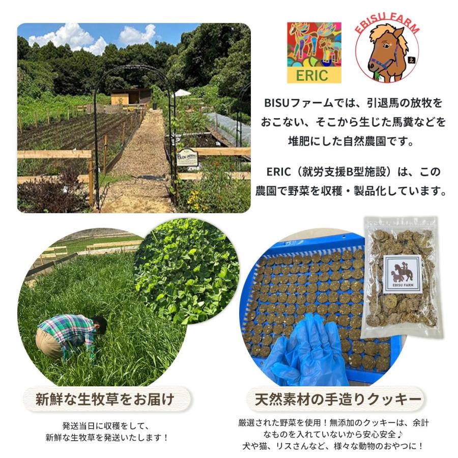 馬のおやつクッキー200g×2袋 ペット用クッキー 野菜クッキー 手造りクッキー 無添加 天然素材 犬 猫 鳥 リス 厳選野菜 自然農園 安心安全 |  | 04