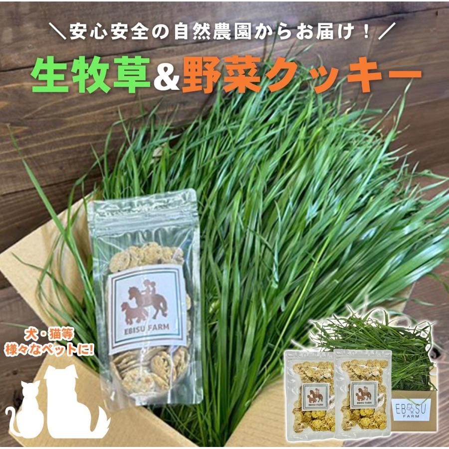 馬のおやつクッキー200g ペット用クッキー 野菜クッキー 手造りクッキー 無添加 天然素材 犬 猫 鳥 リス 厳選野菜 自然農園 安心安全 |  | 01