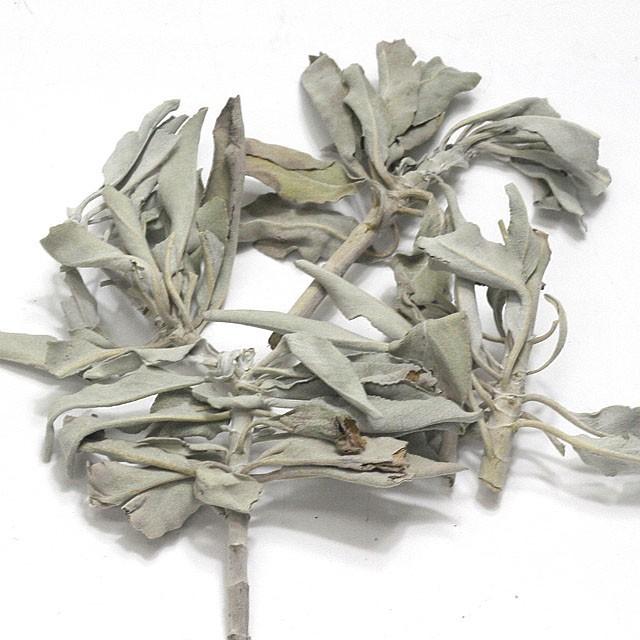 ホワイトセージ 30g カリフォルニア産 浄化用 魔除け用 ネイティブ