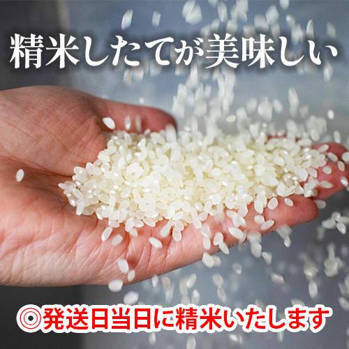 次回発送は2/25です】令和7年度産 こしひかり「白銀の舞」5kg