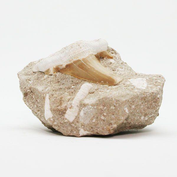 サメの歯化石　母岩付（オトドゥス）No.15｜kaiyokobo｜03