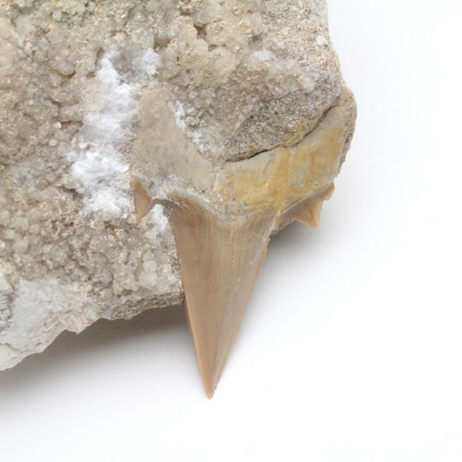 メガロドンの歯化石　母岩つき あのメガロドンの始祖！当時の食物連鎖の頂点に君臨していた巨大