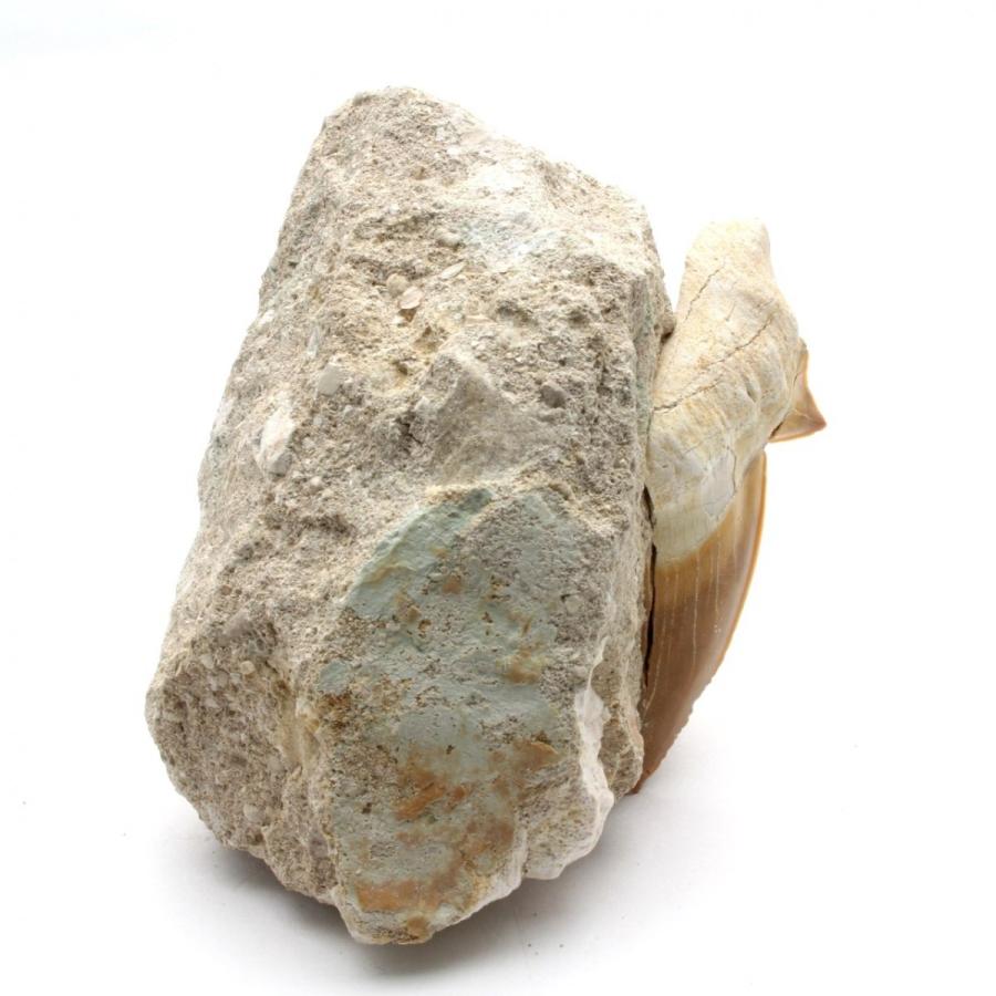 サメの歯化石　母岩付（オトドゥス）No.21｜kaiyokobo