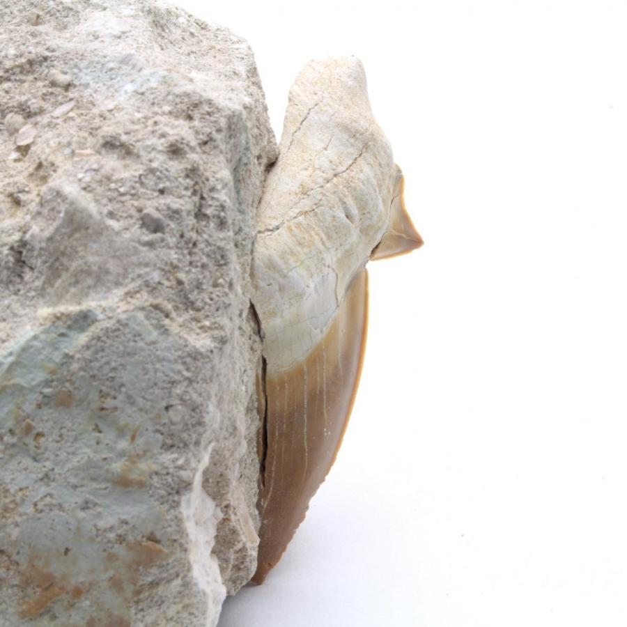 サメの歯化石　母岩付（オトドゥス）No.21｜kaiyokobo｜02