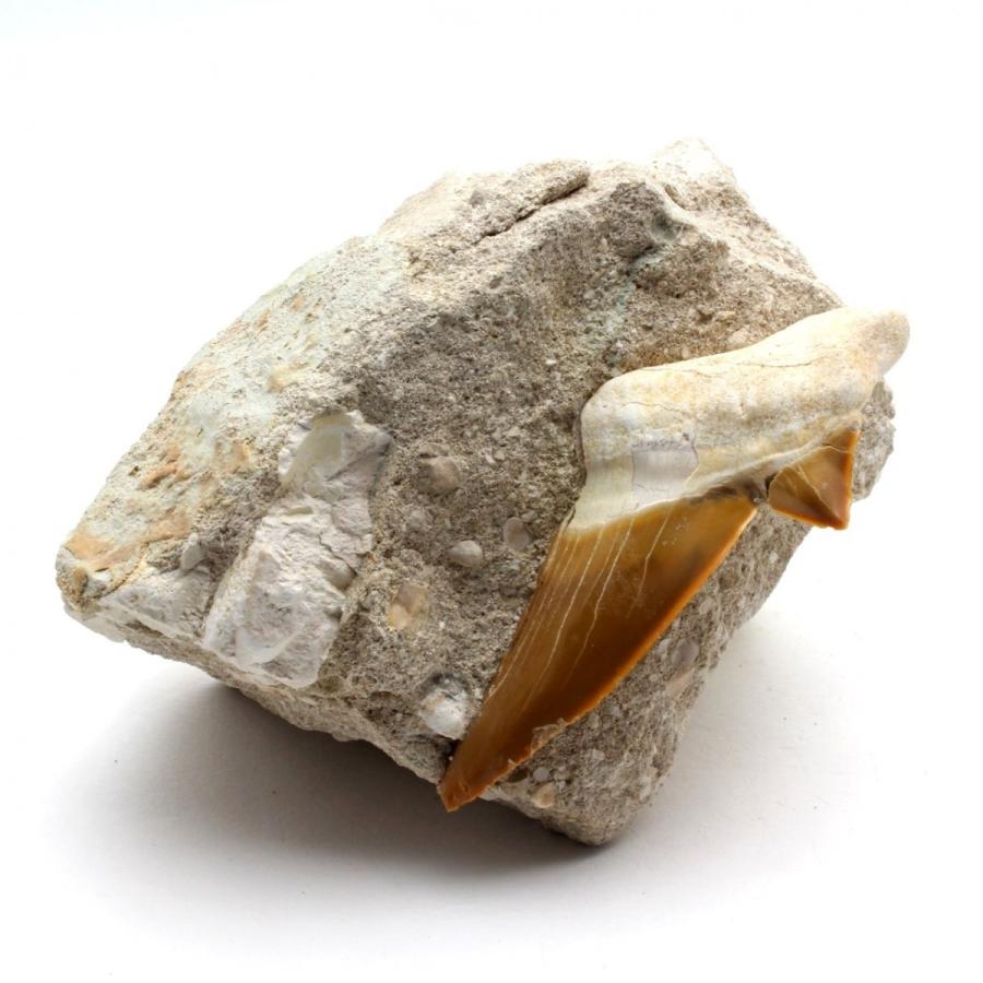 サメの歯化石　母岩付（オトドゥス）No.21｜kaiyokobo｜05