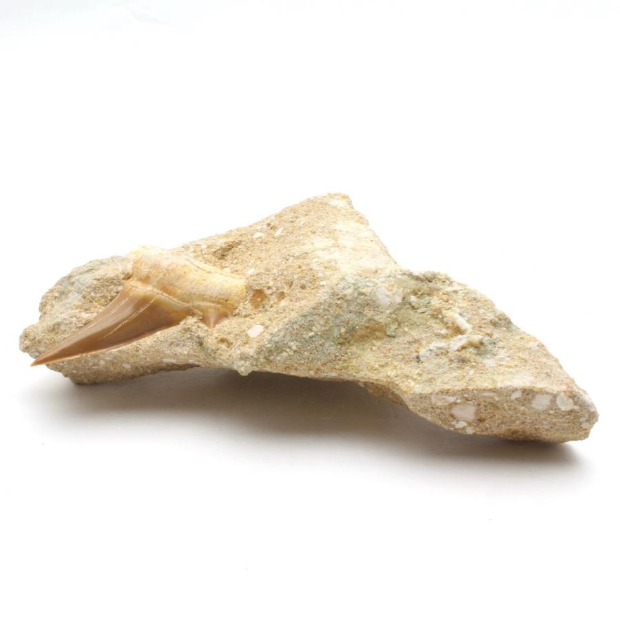 サメの歯化石 母岩付（オトドゥス）No.23 : 海洋工房 - 通販 - Yahoo