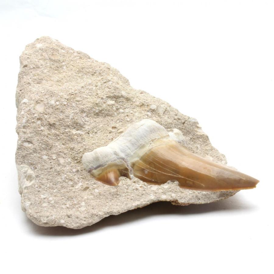パロトドゥス・ベネデニ側歯　鮫の歯化石 オトドゥス(絶滅古代サメ) 歯の化石（約54ミリ）＜天然石 化石