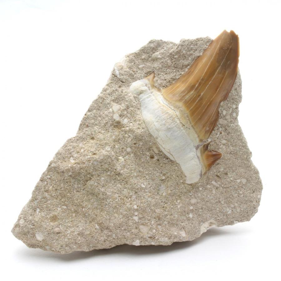 サメの歯化石 母岩付（オトドゥス）No.28 : 海洋工房 - 通販