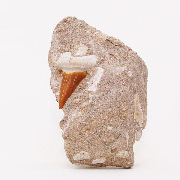 サメの歯化石 母岩付（オトドゥス）No.3 : 海洋工房 - 通販 - Yahoo