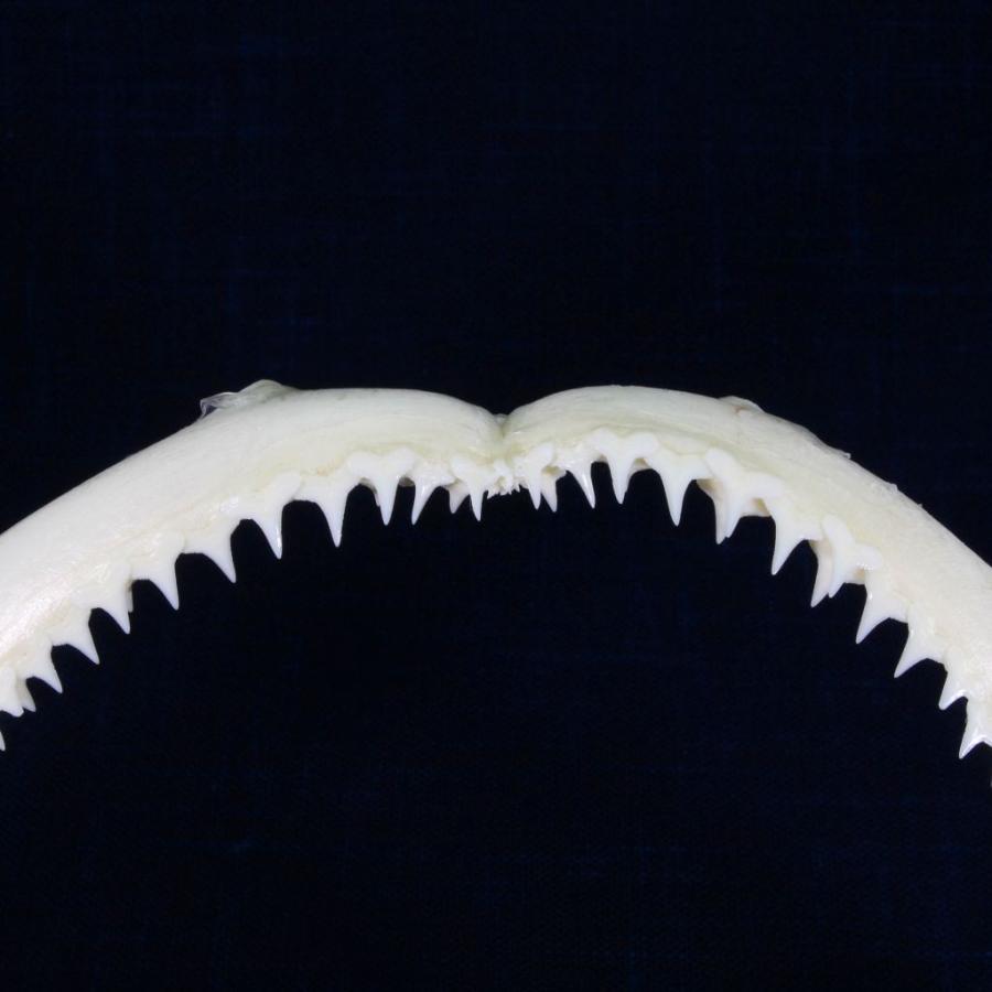 サメの顎（カマストガリザメ）顎骨標本　ブラックチップシャーク　Blacktip Shark　No.3｜kaiyokobo｜03