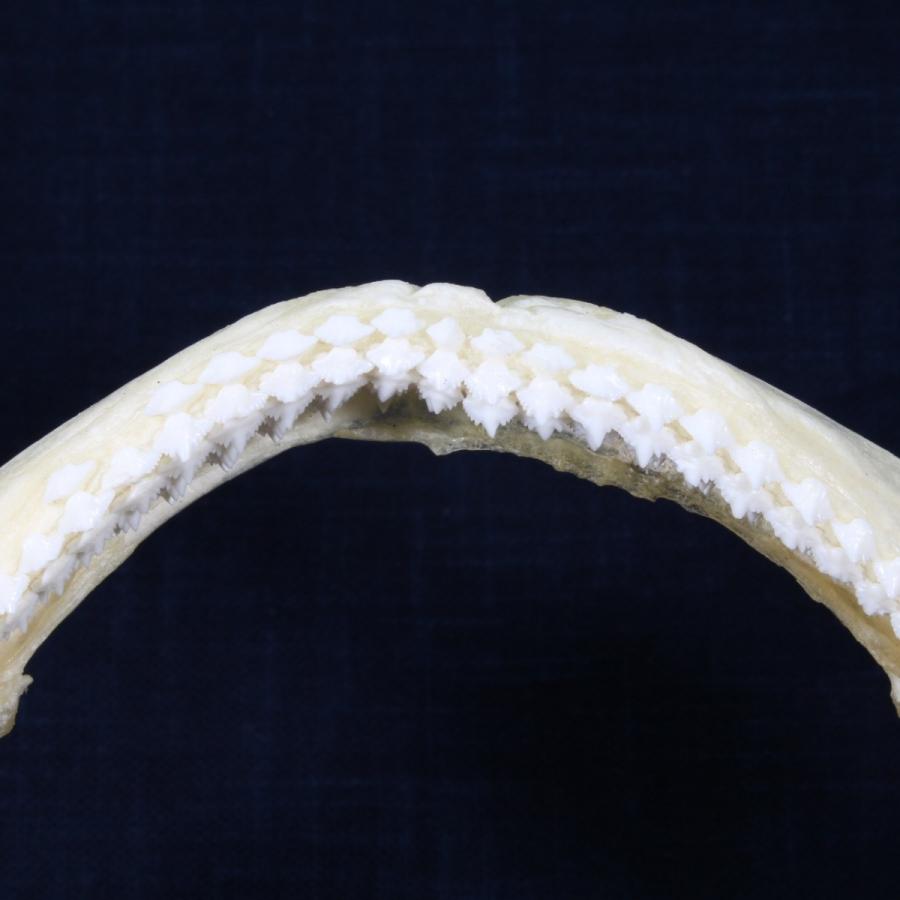 サメ 標本】オオテンジクザメNo.1 顎骨標本 サメの歯 コレクション