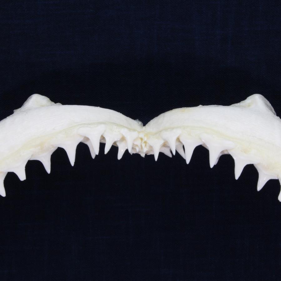 シュモクザメ　アゴ　標本 シュモクザメ アゴ 標本 シュモクザメアゴ標本