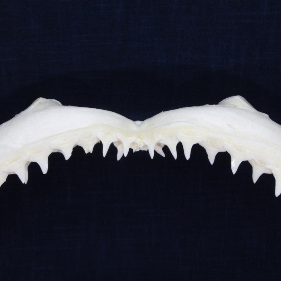 サメ 標本】カマストガリザメNo.13 顎骨標本 サメの歯 コレクション