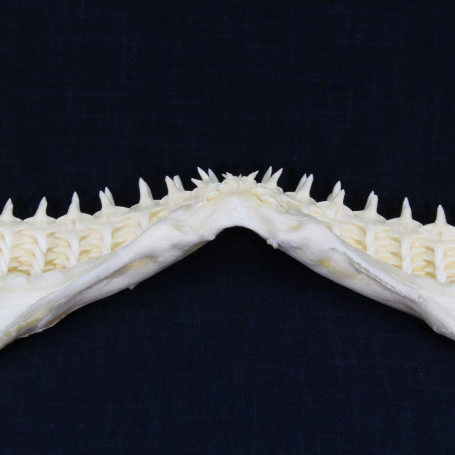 サメの顎（カマストガリザメ）顎骨標本 ブラックチップシャーク