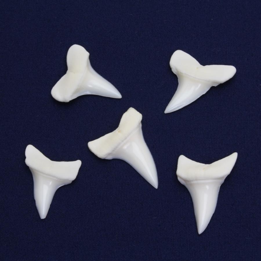 アオザメの歯（Sサイズ）奥歯　Shortfin mako shark　tooth　サメの歯1個　約1.5〜2.0cm｜kaiyokobo