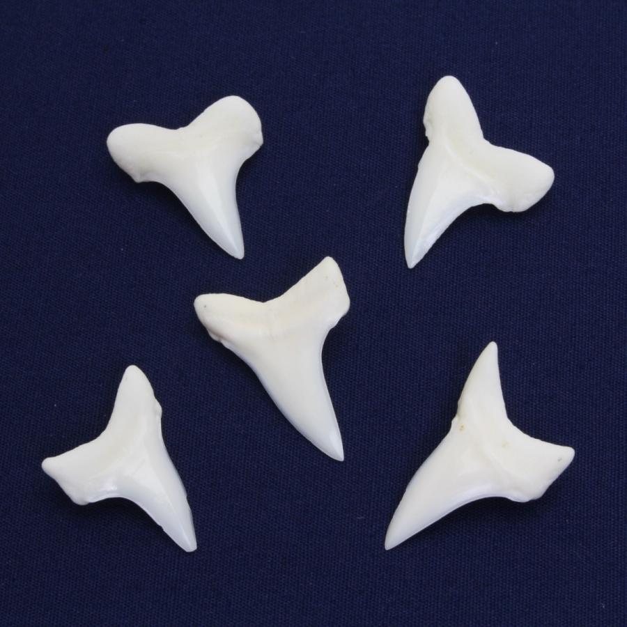 アオザメの歯（Sサイズ）奥歯 Shortfin mako shark tooth サメの