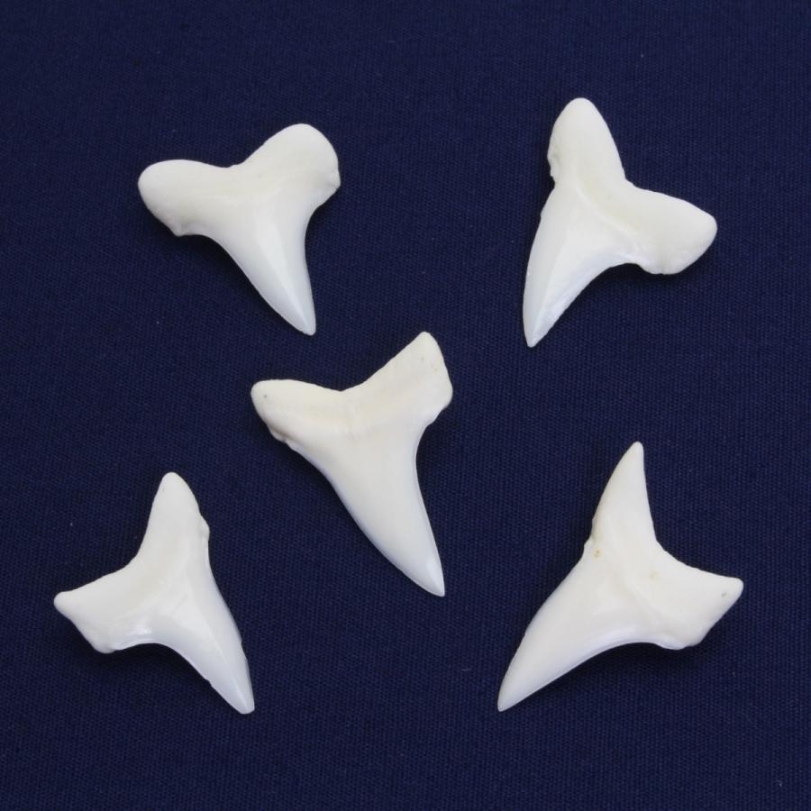 アオザメの歯（Sサイズ）奥歯　Shortfin mako shark　tooth　サメの歯1個　約1.5〜2.0cm｜kaiyokobo｜02