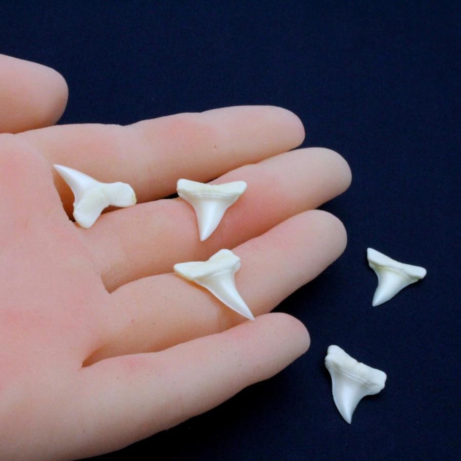 アオザメの歯（Sサイズ）奥歯　Shortfin mako shark　tooth　サメの歯1個　約1.5〜2.0cm｜kaiyokobo｜05