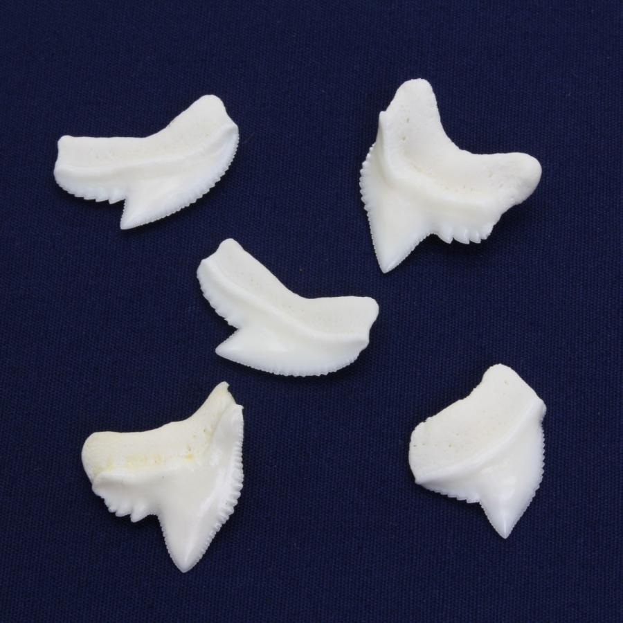 イタチザメの歯（Sサイズ）約1.0〜1.5cm 標本 本物 鮫 インテリア
